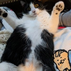 Meet your Posher, Carrie